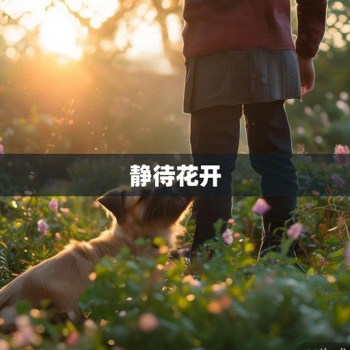 狗年人明日运势，蓄势待发，静待花开