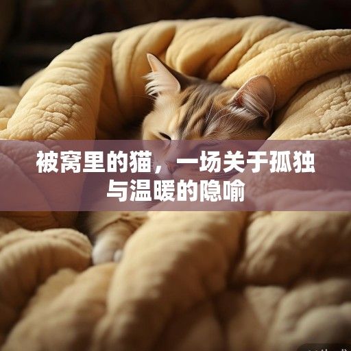 被窝里的猫，一场关于孤独与温暖的隐喻
