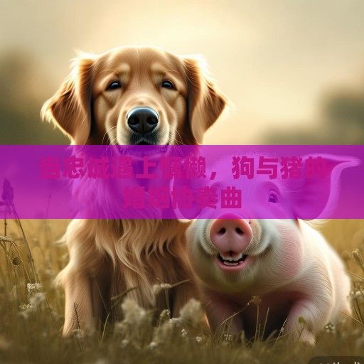 当忠诚遇上慵懒，狗与猪的婚姻协奏曲