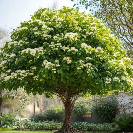 桂花树的风水禁忌 桂花树的风水禁忌